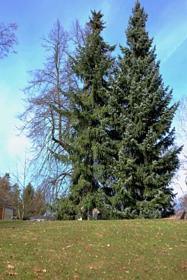 Picea omorica - smrk omorika - habitus (97)
